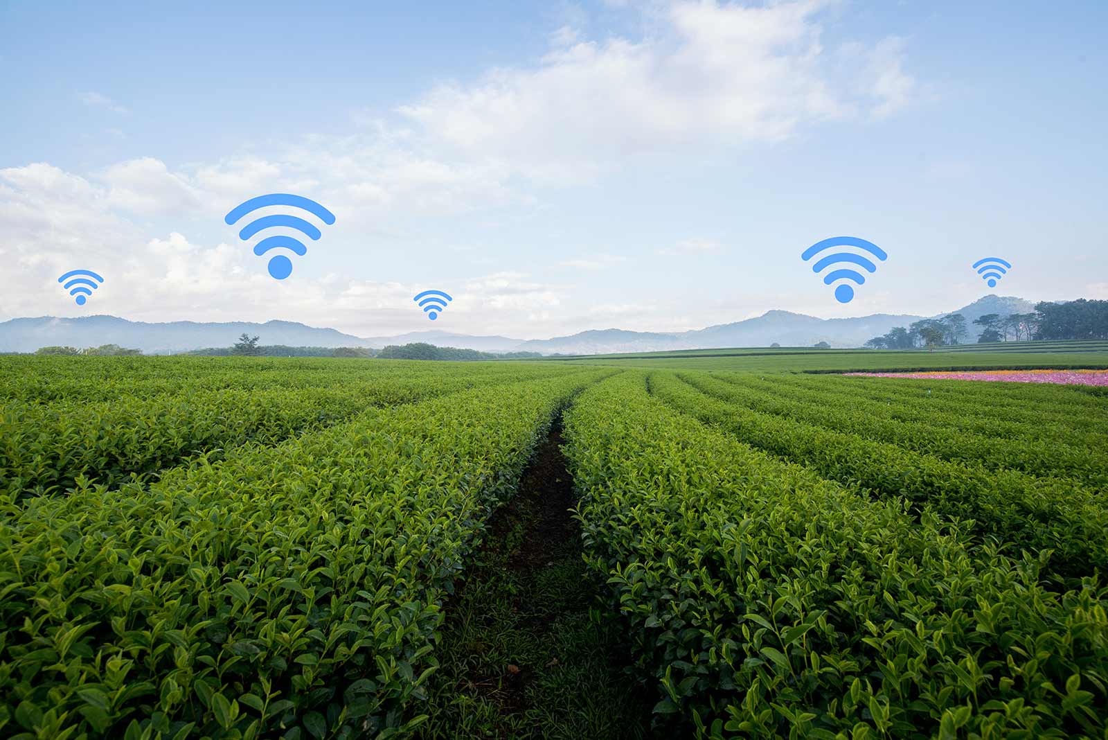 «هوش‌مصنوعی » و «اینترنت‌اشیا» کشاورزی جهان را متحول می کنند؟