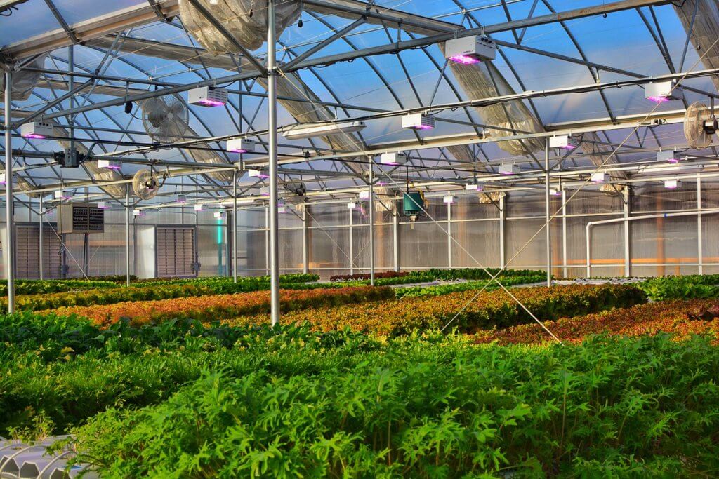 گلخانه های هوشمند: آینده ی کشاورزی