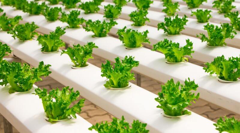  گلخانه های هوشمند: آینده ی کشاورزی