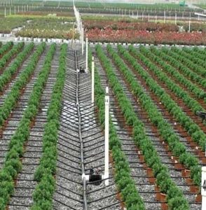 Drip irrigation، گلخانه